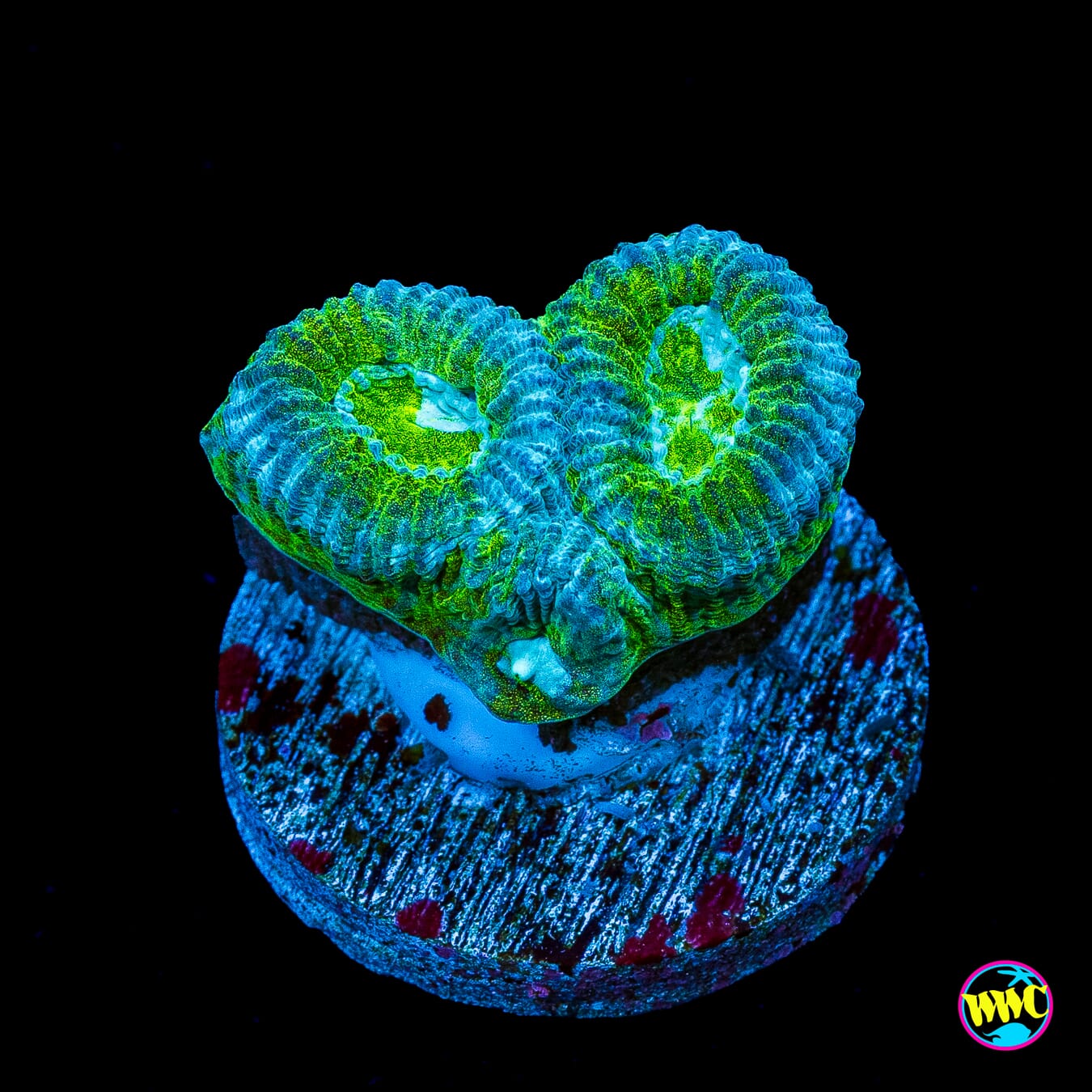 Tealfusion Favia