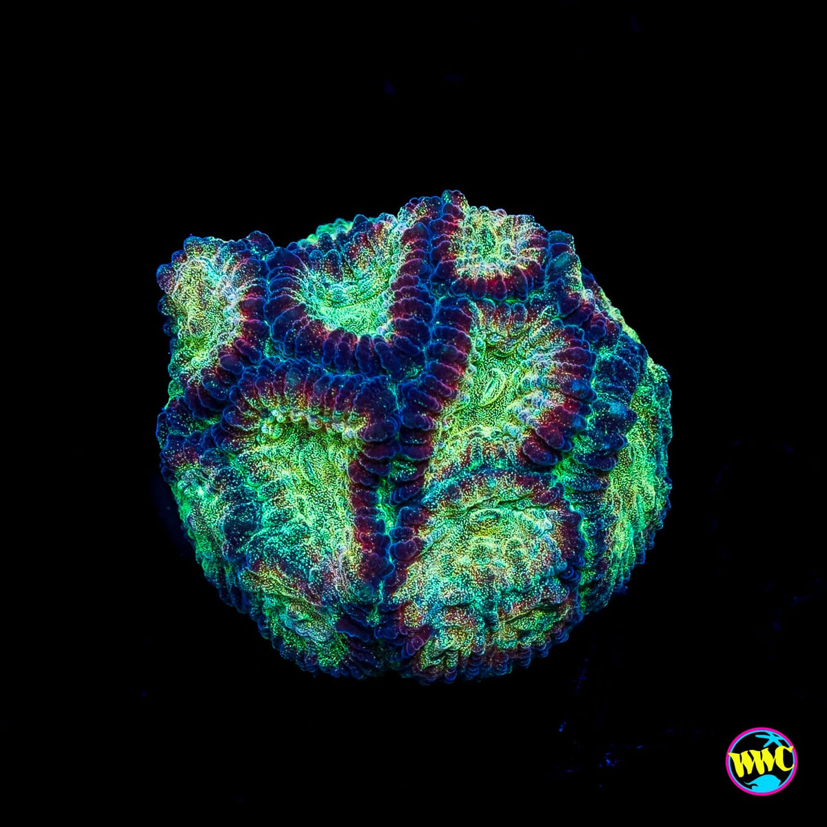 WWC Gold Dust Favia
