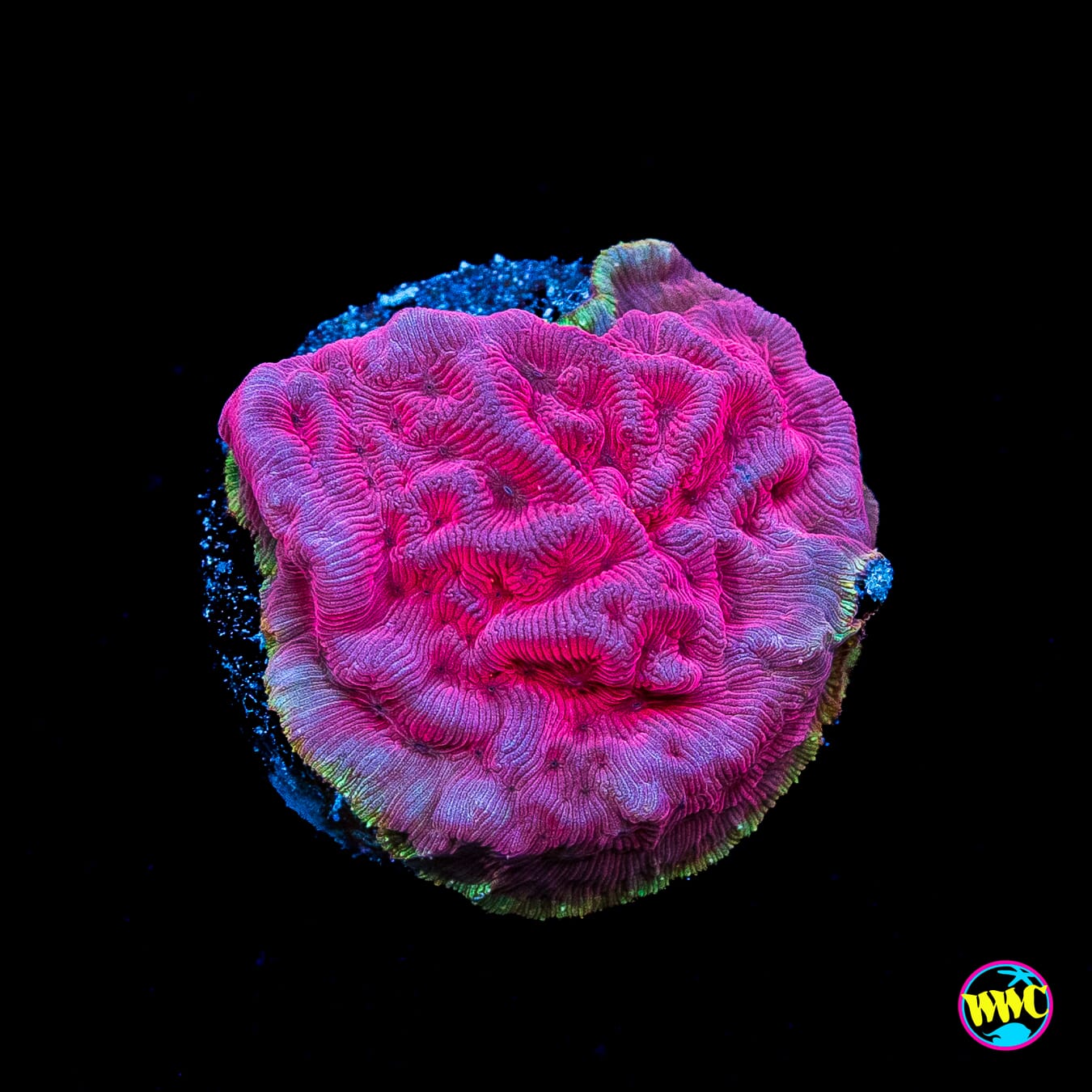 WWC Pink Flamingo Leptoseris