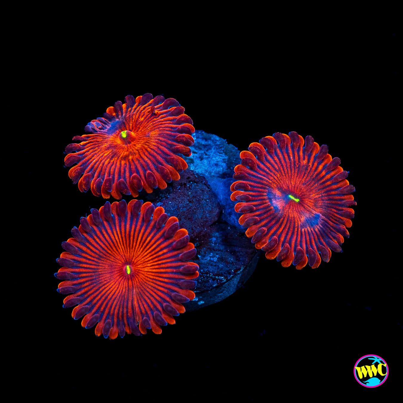 Red People Eaters Zoanthids