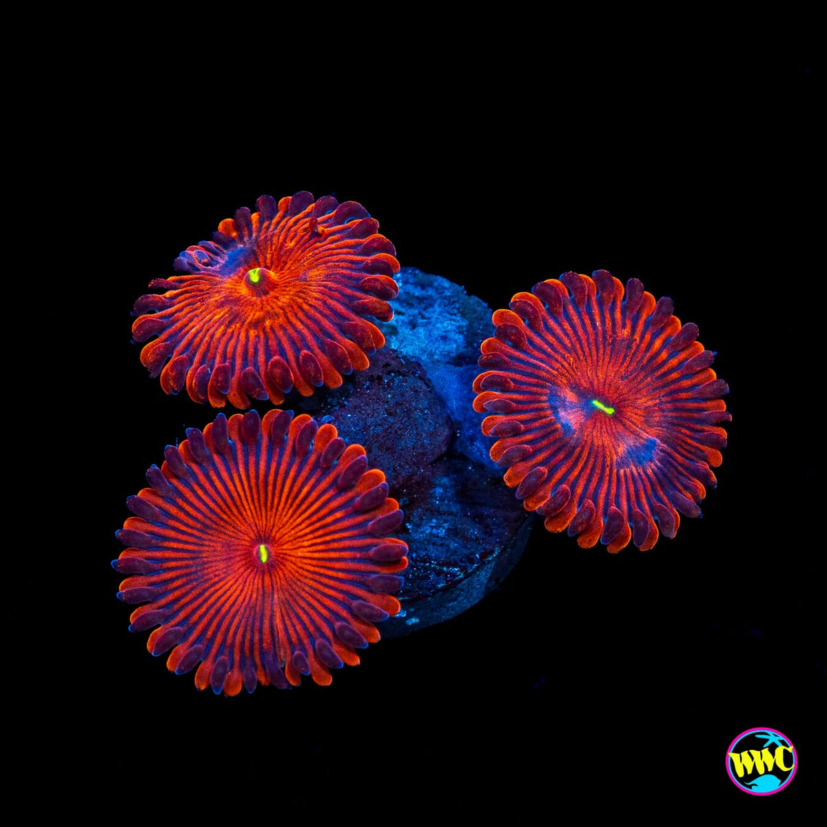 Red People Eaters Zoanthids