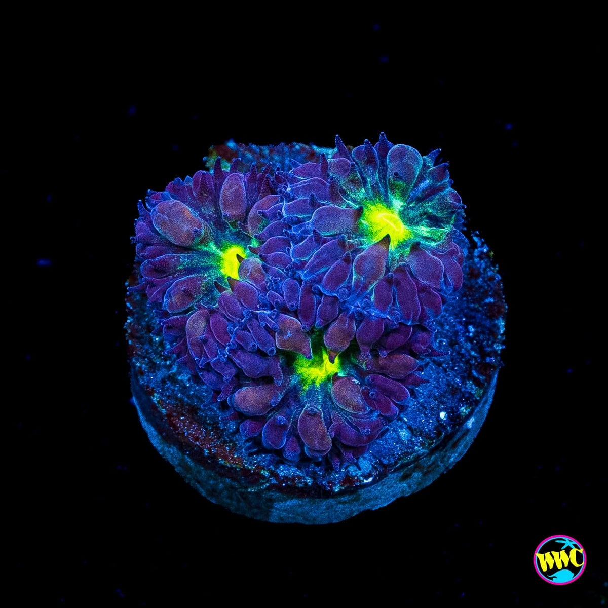 Twilight Merletti Blastomussa