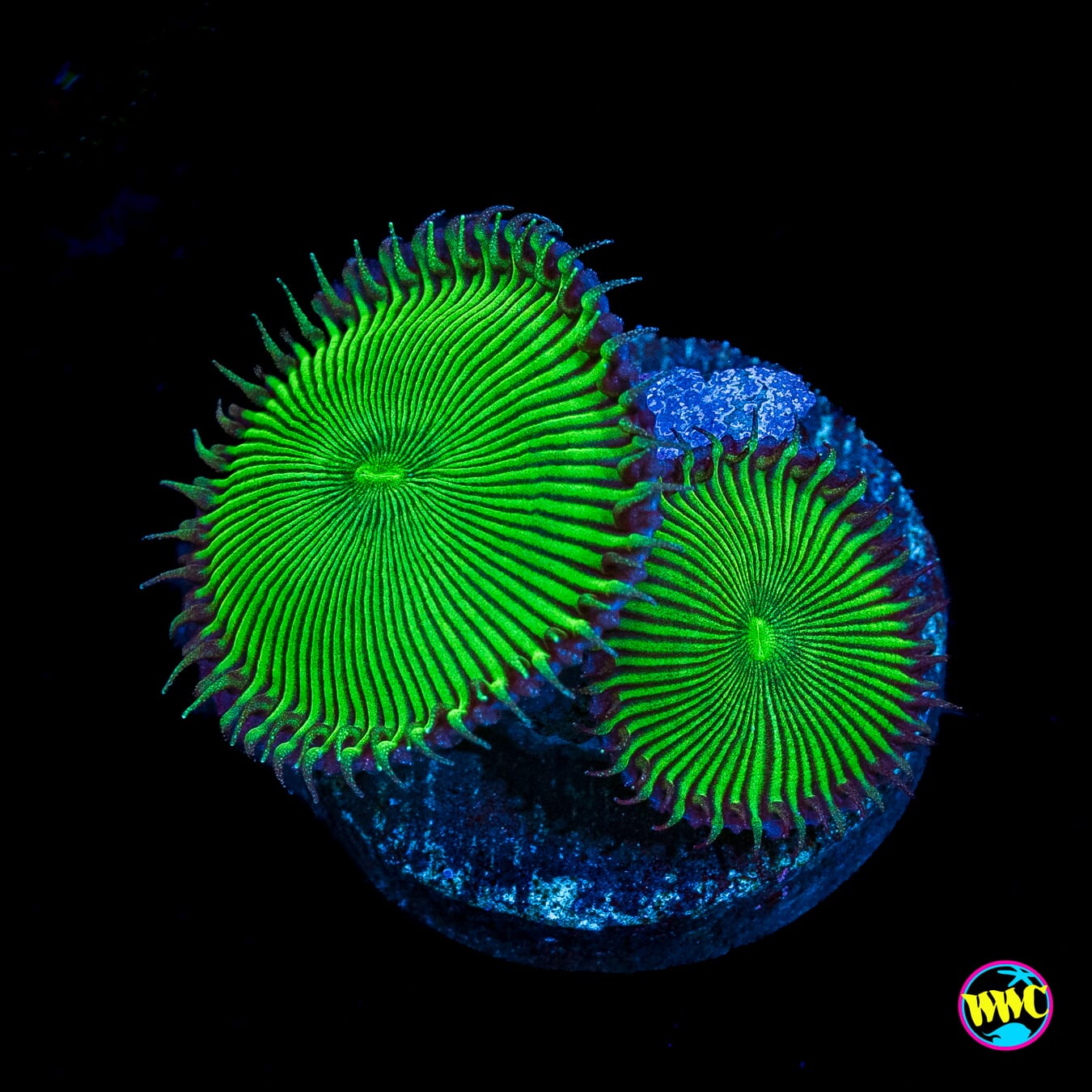 Nuclear Death Palythoas