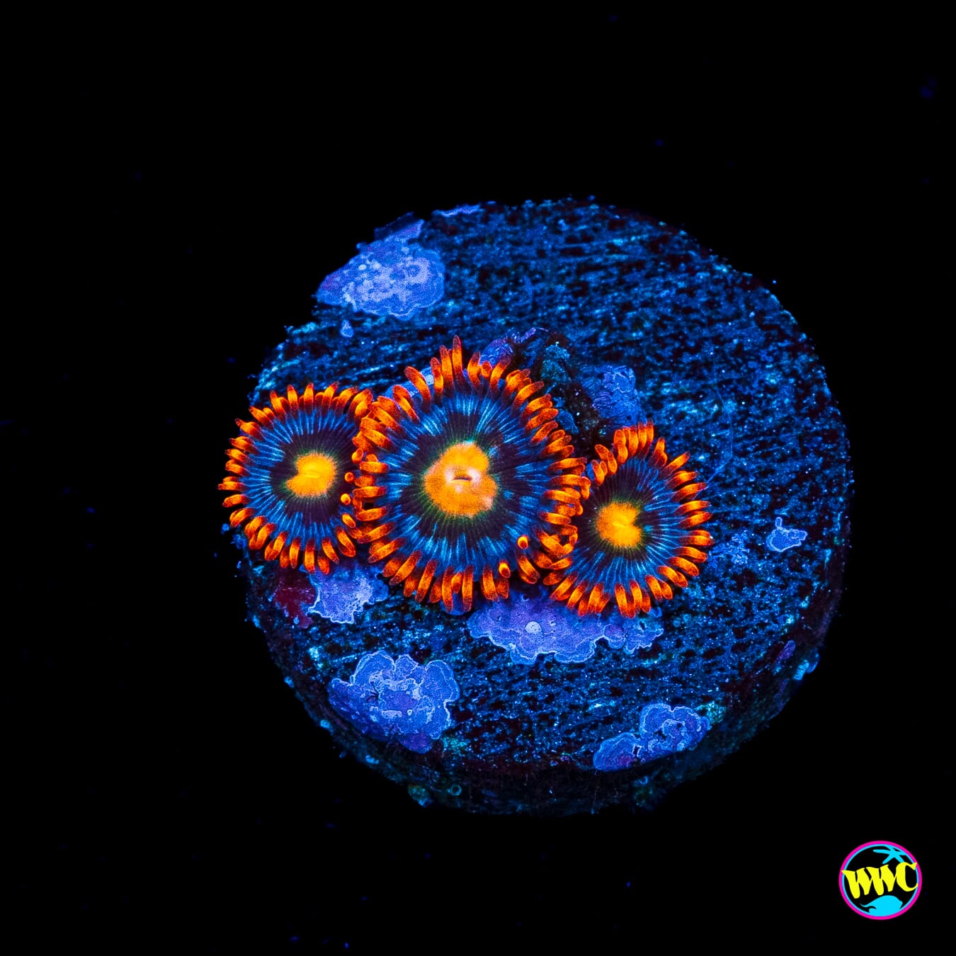 WWC Mandarin Monster Zoanthids