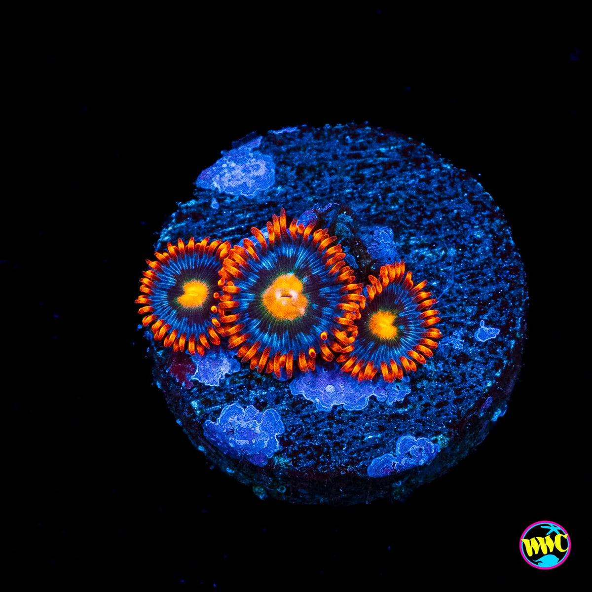 WWC Mandarin Monster Zoanthids