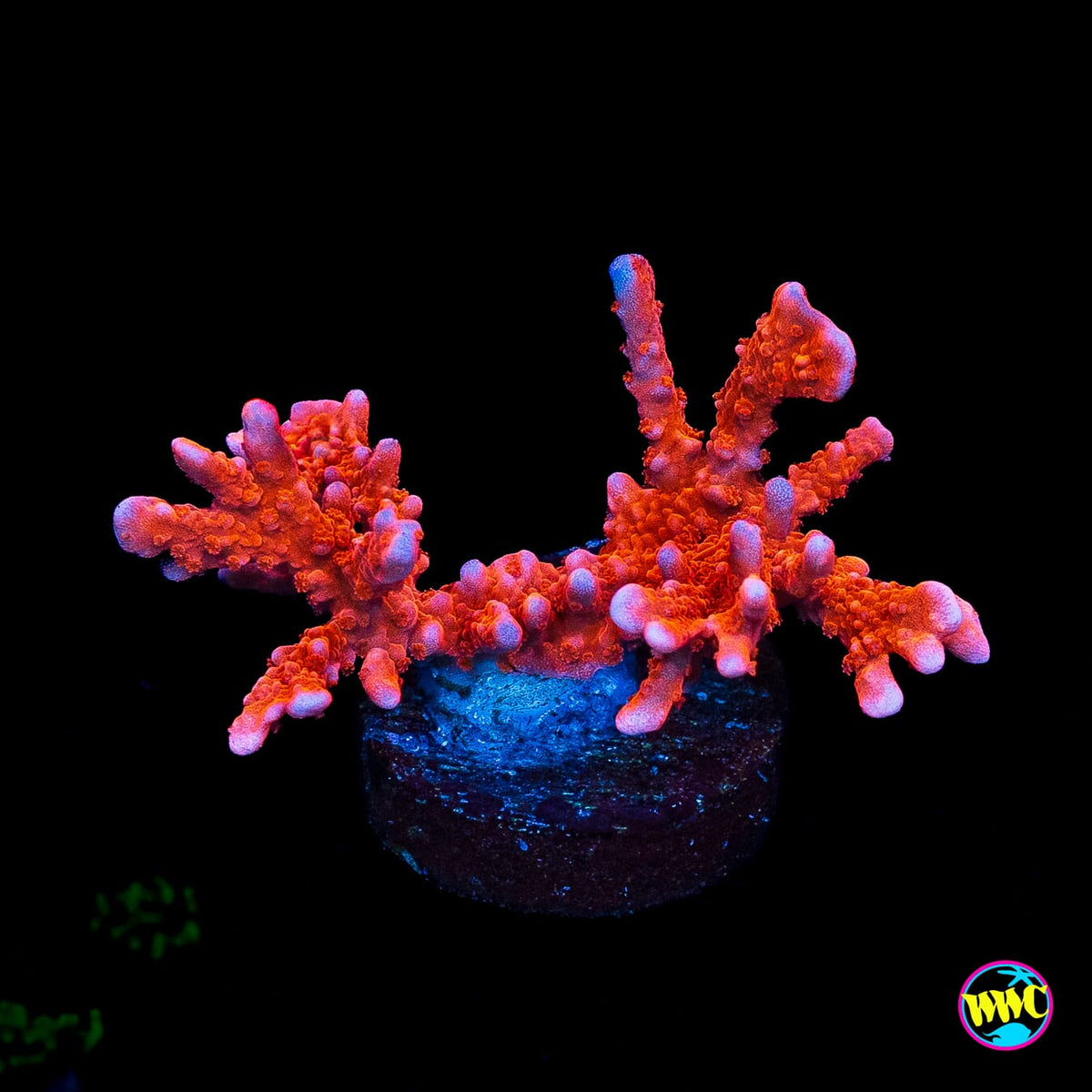 Jason Fox Fire Starter Montipora