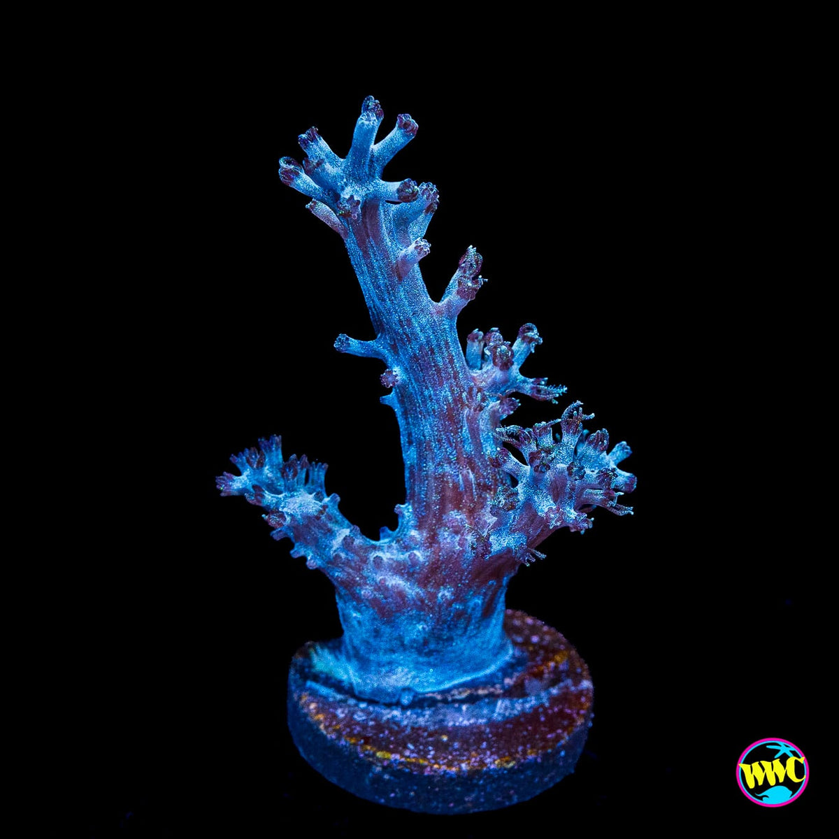 WWC Rainbow Sprinkles Cespitularia