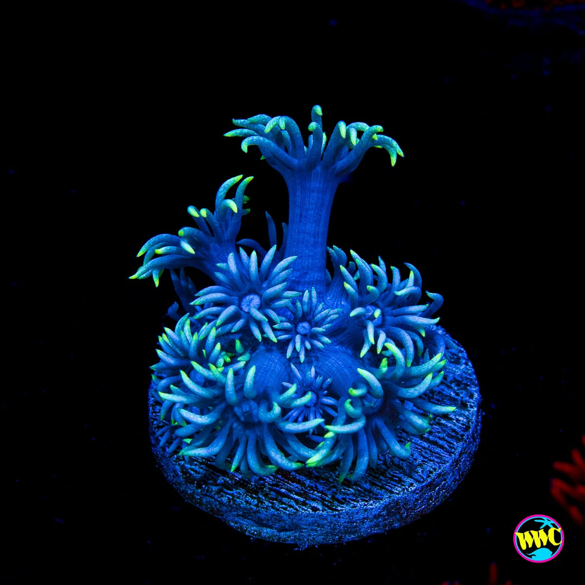 Pastel Goniopora