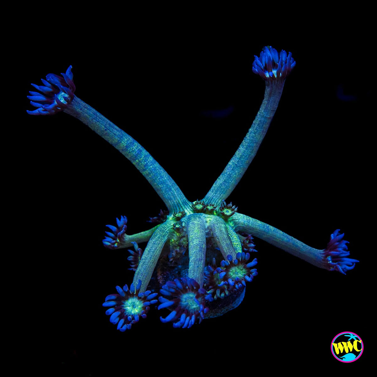 Shadow Goniopora