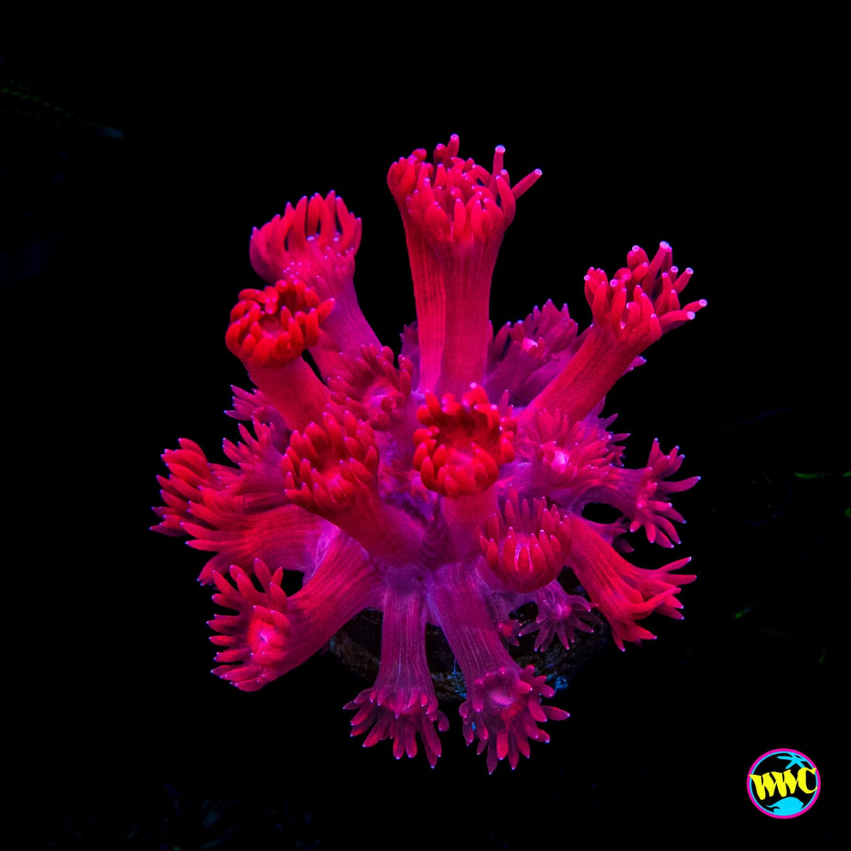 WWC Cherry Red Goniopora