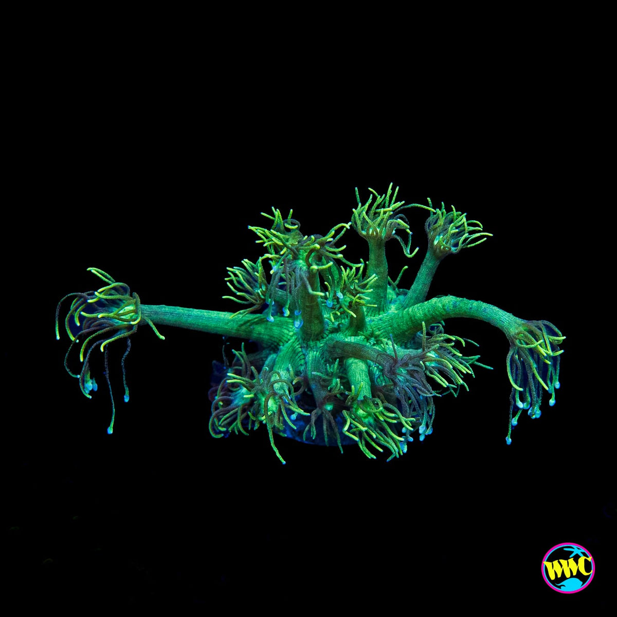 Minty Fresh Goniopora