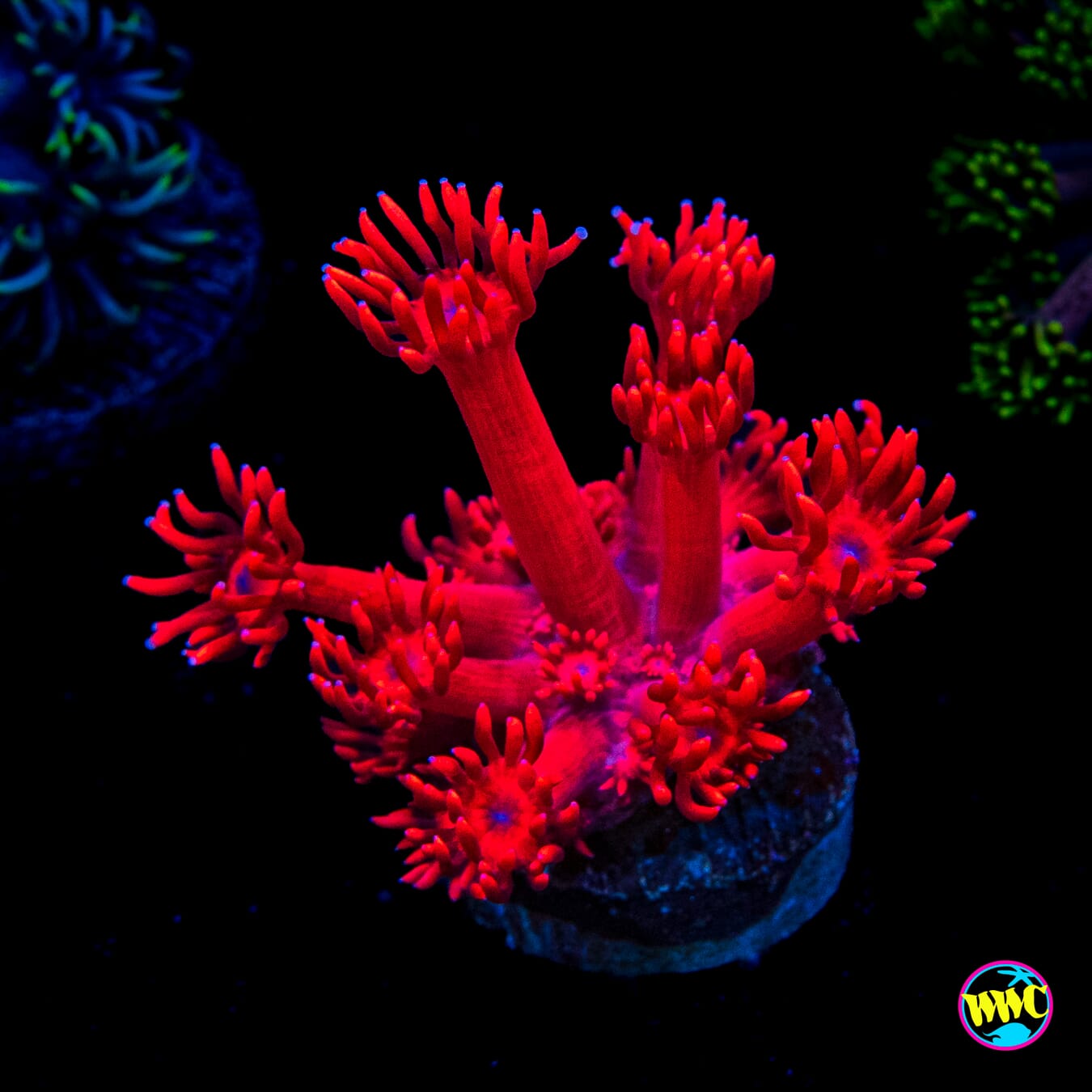 WWC Ragin Rojo Goniopora
