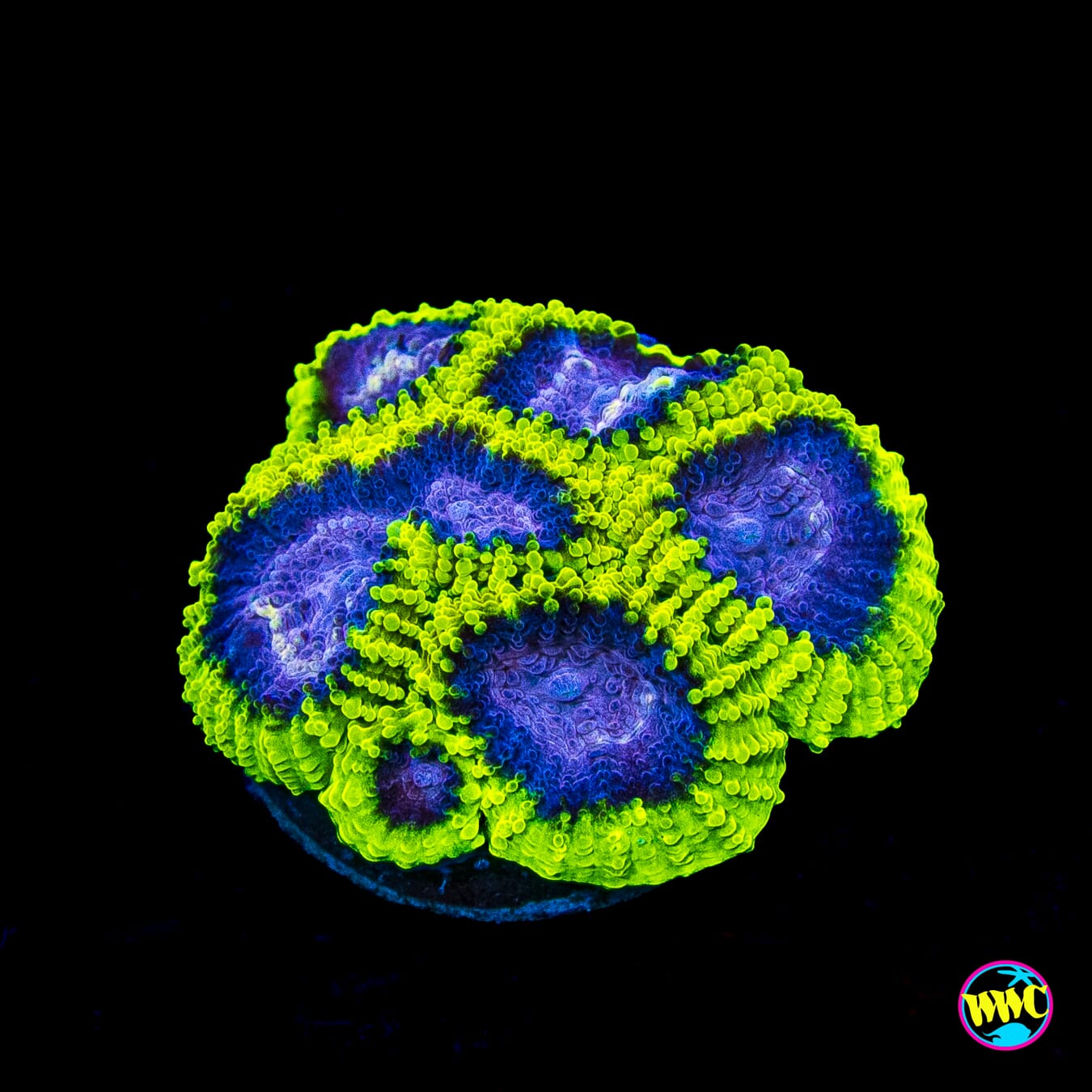 WWC Space Monkey Favia