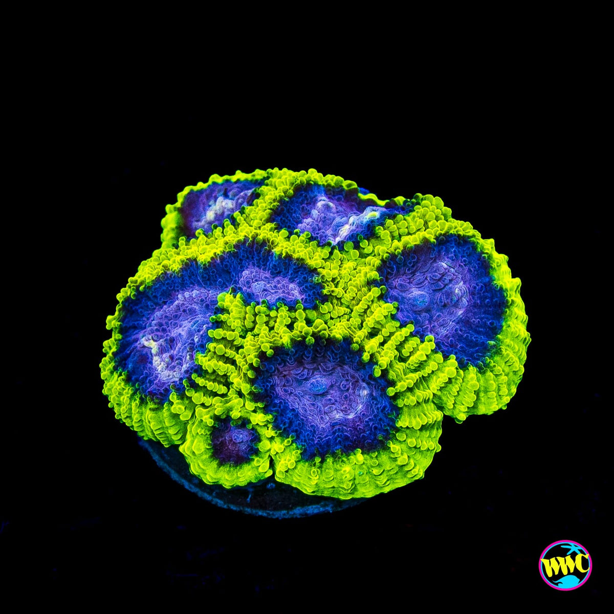 WWC Space Monkey Favia