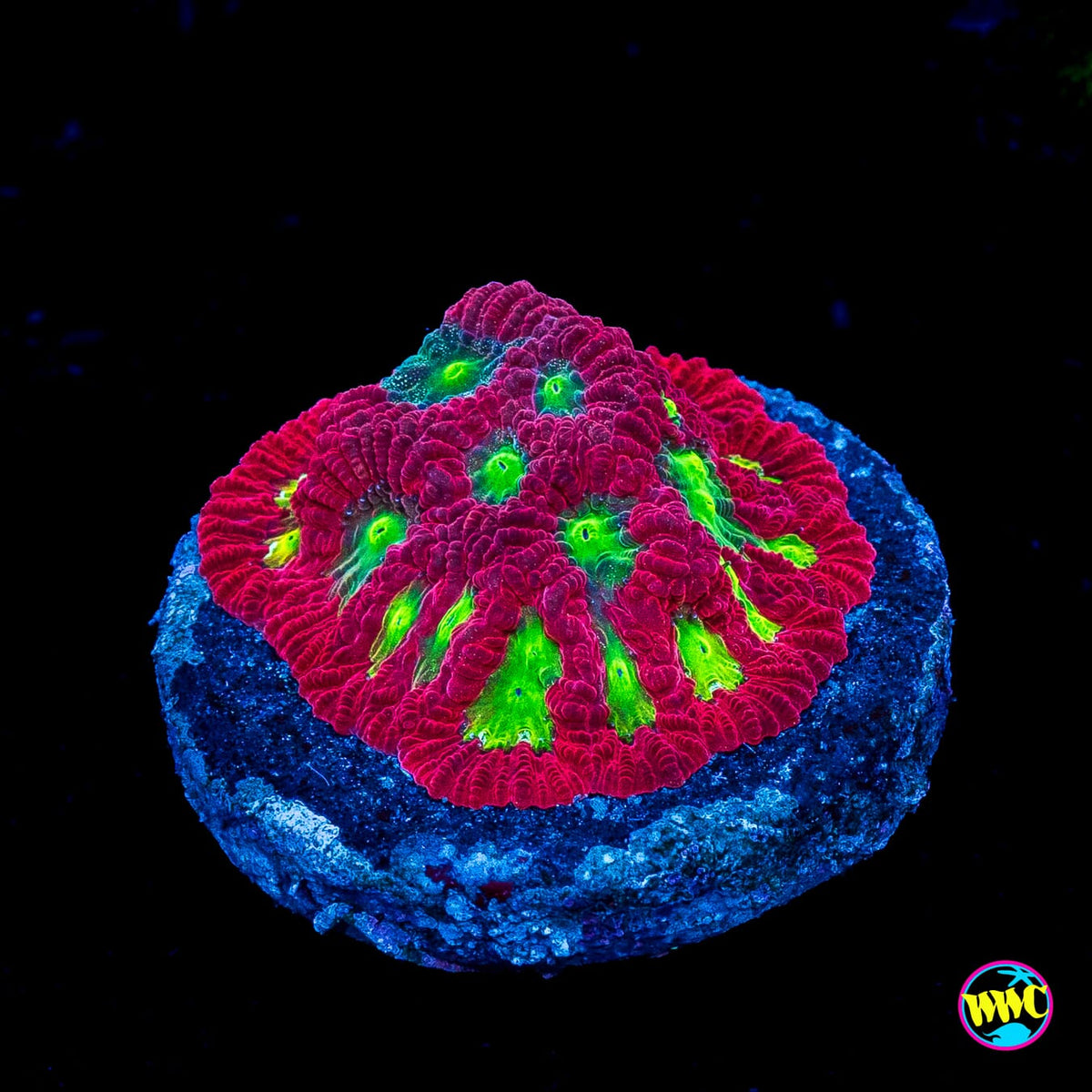 WWC Jolly Rancher Favites