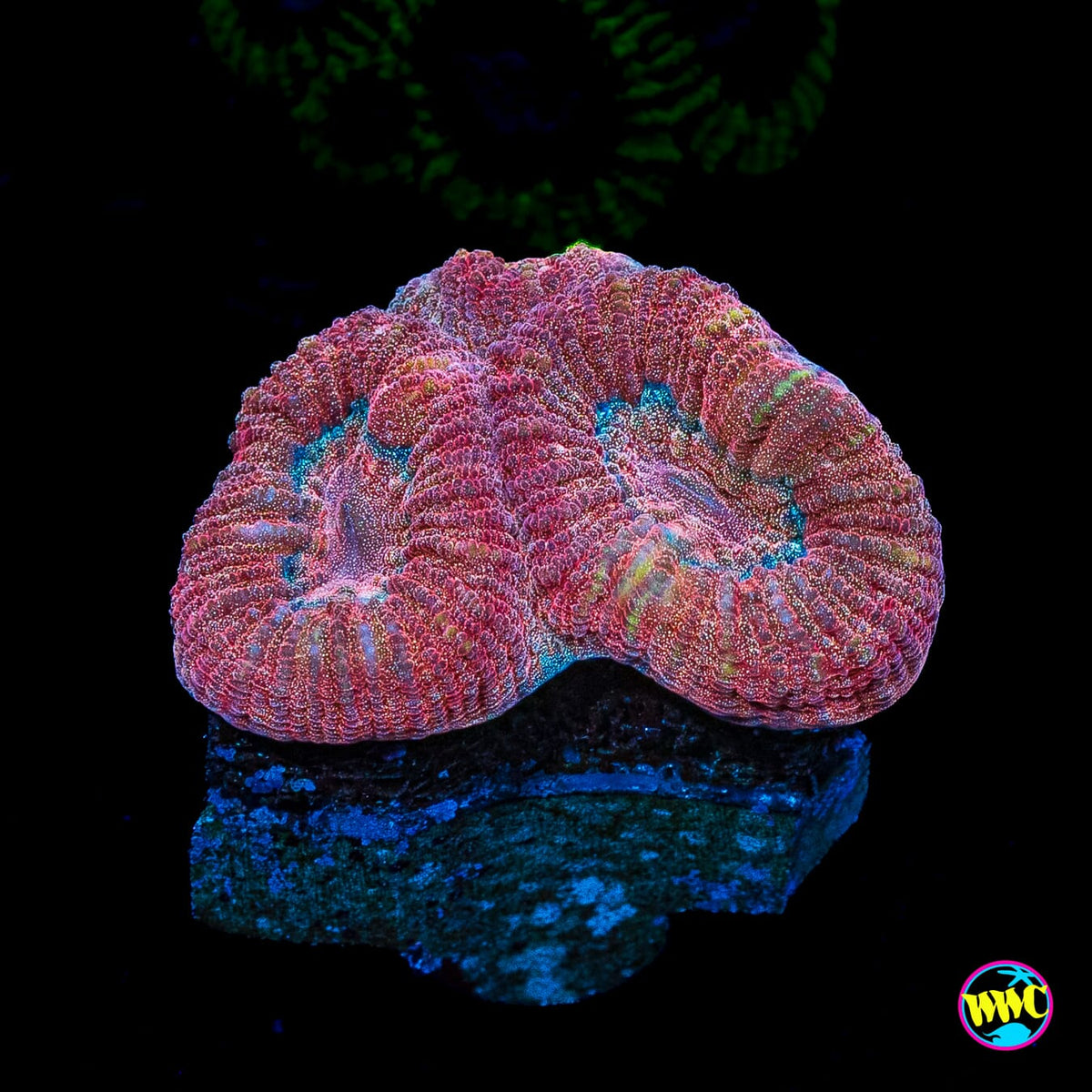 Bloodsport Favia