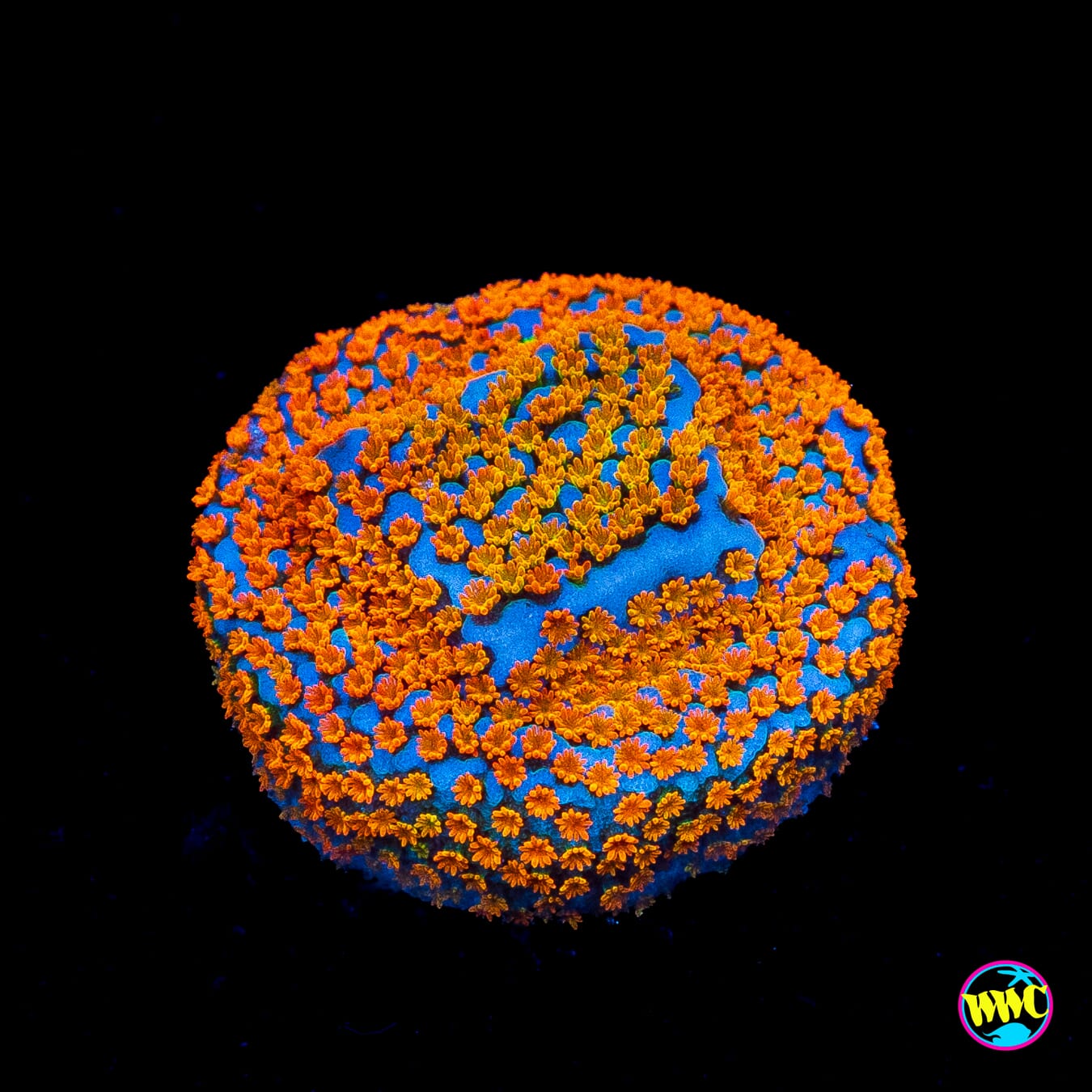 Jason Fox Fruity Pebbles Montipora