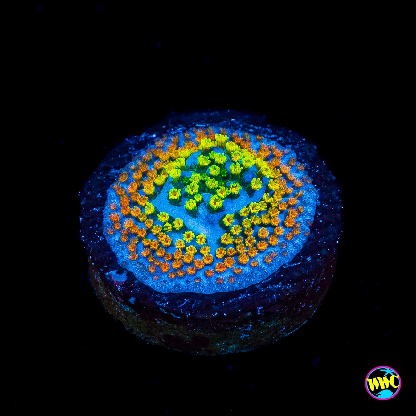 Jason Fox Fruity Pebbles Montipora