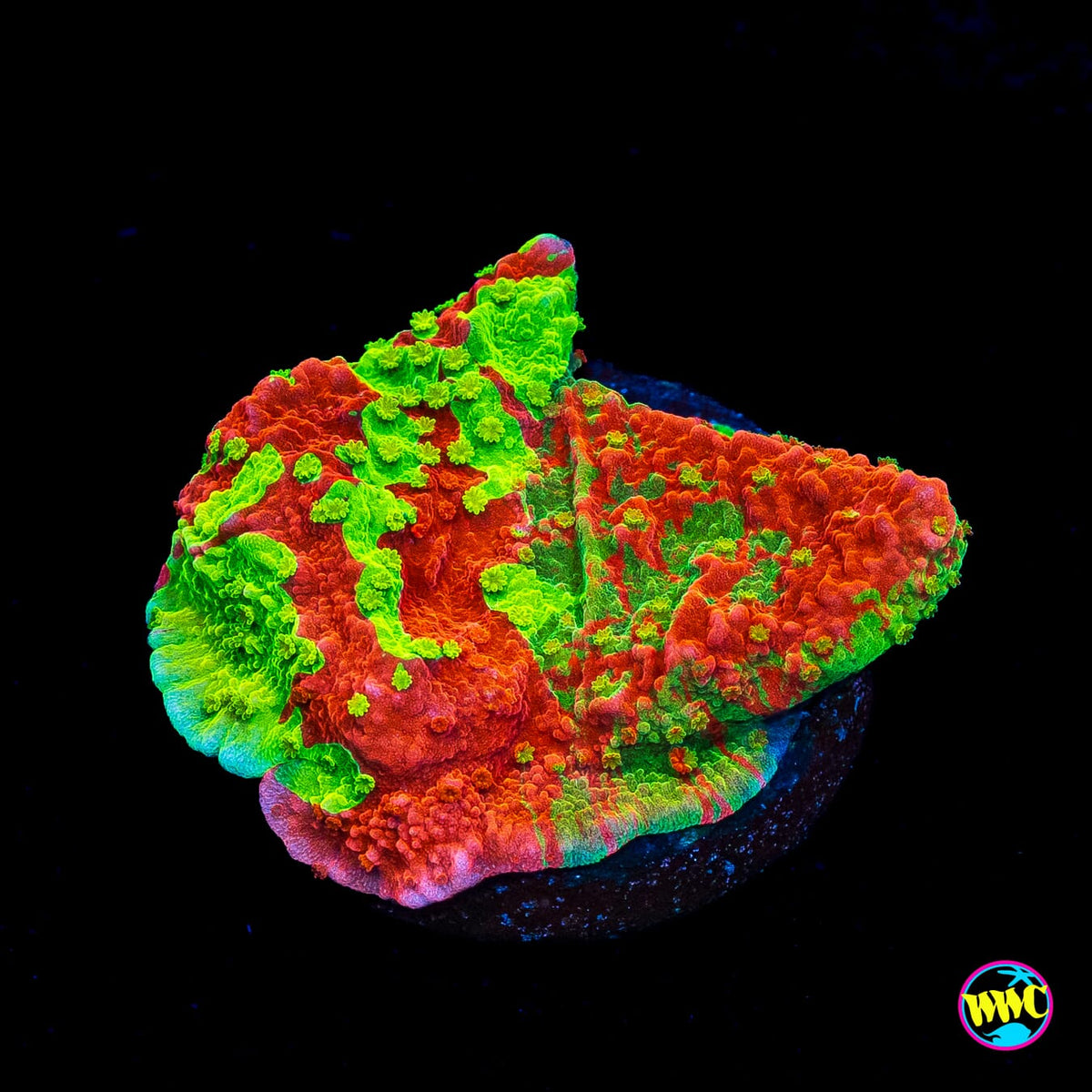 WWC Triple Threat Grafted Montipora