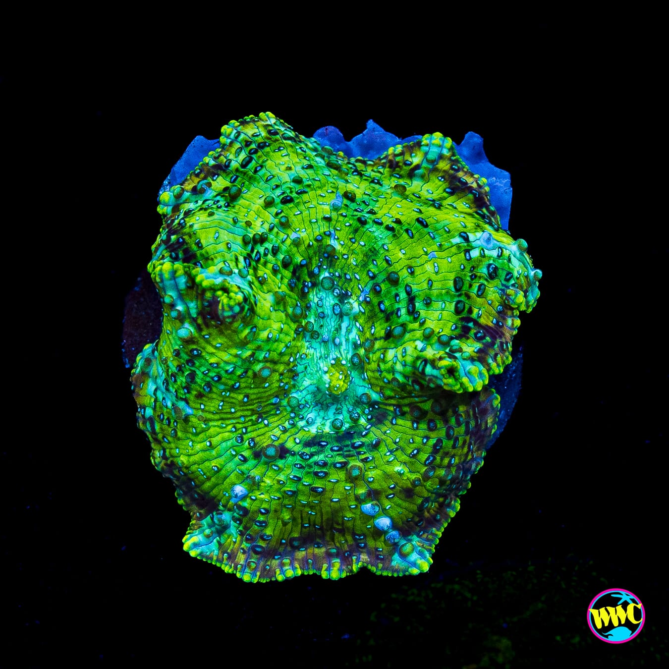 Lemon Lime Tree Disco Mushroom
