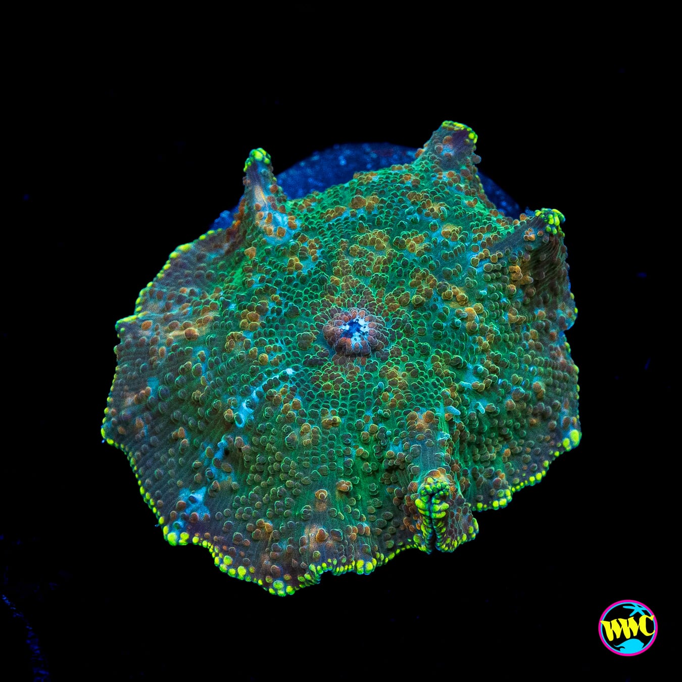Limeade Disco Mushroom