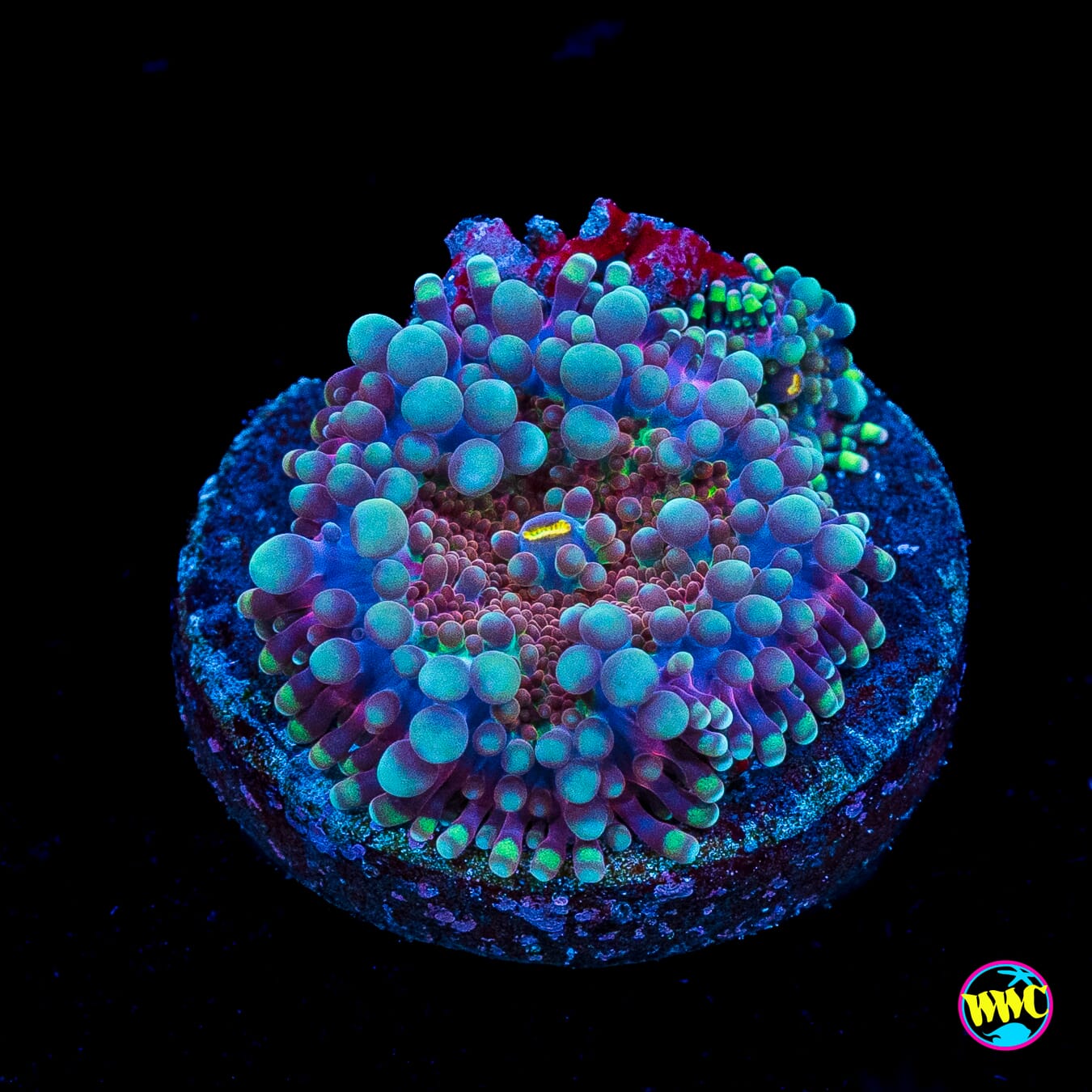 Frosted Nurple Yuma Mushroom