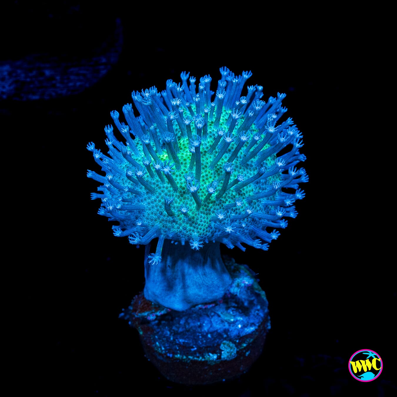 WWC Silver Polyp Toadstool Leather