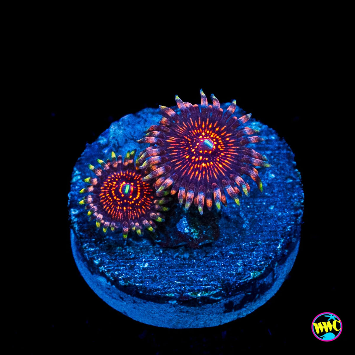 ARC Nightcrawler Zoanthids
