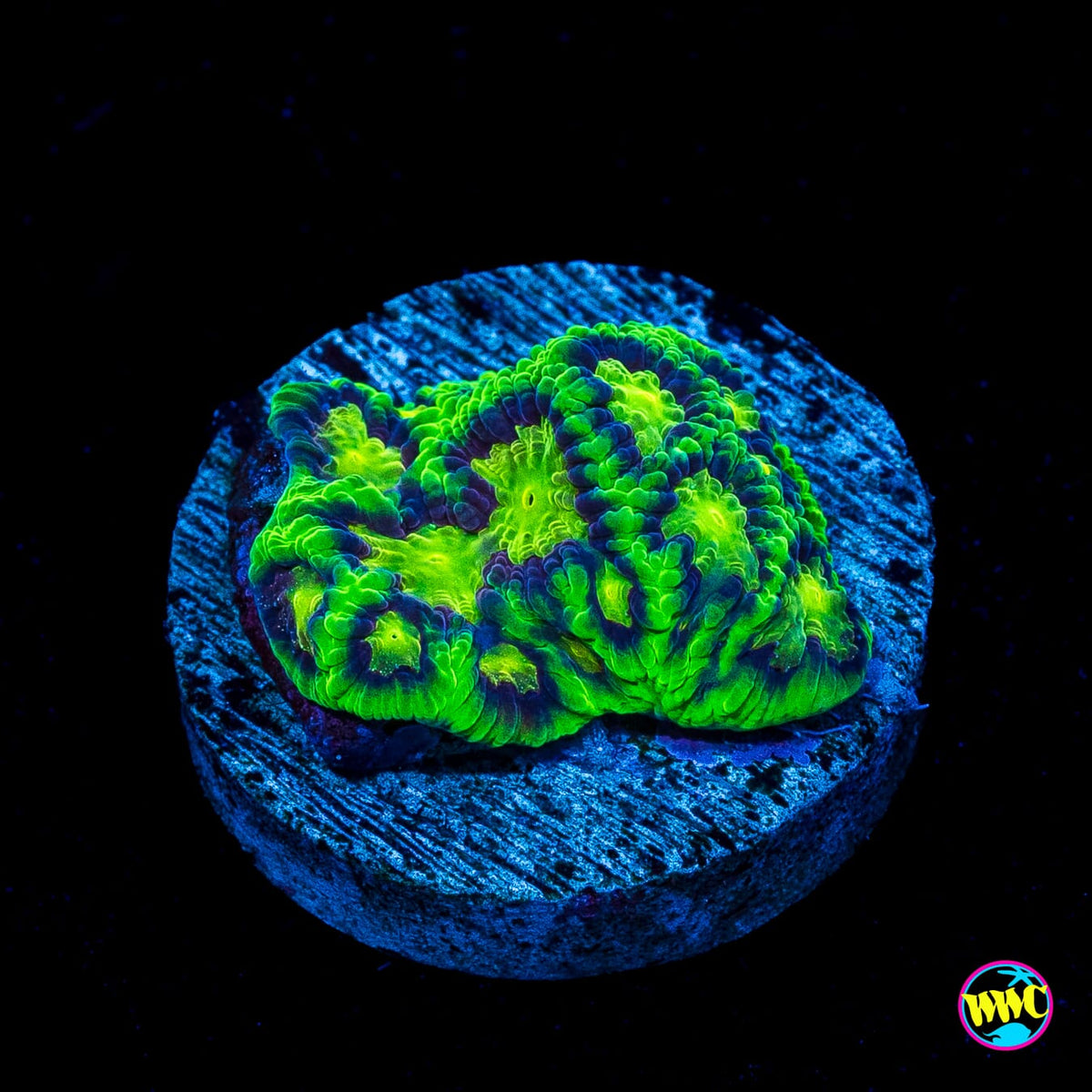WWC Nuclear Jungle Favites