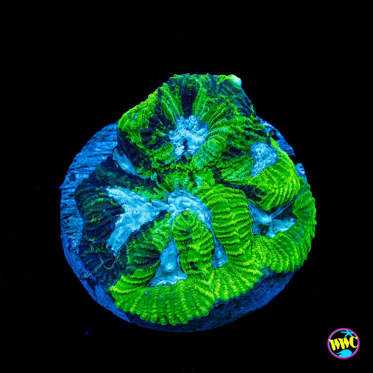 WWC Joker Platygyra