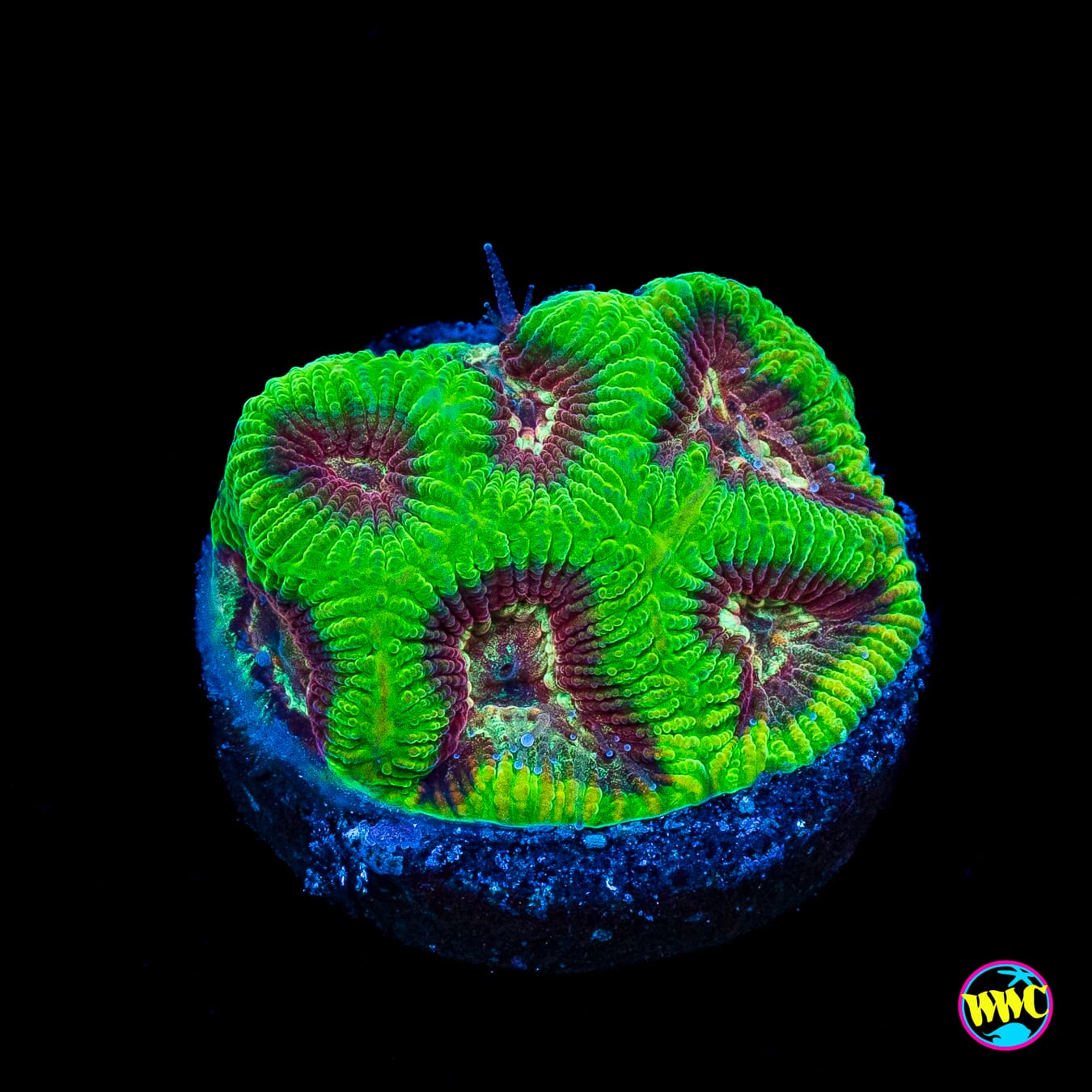 WWC Ruby Sanctum Platygyra