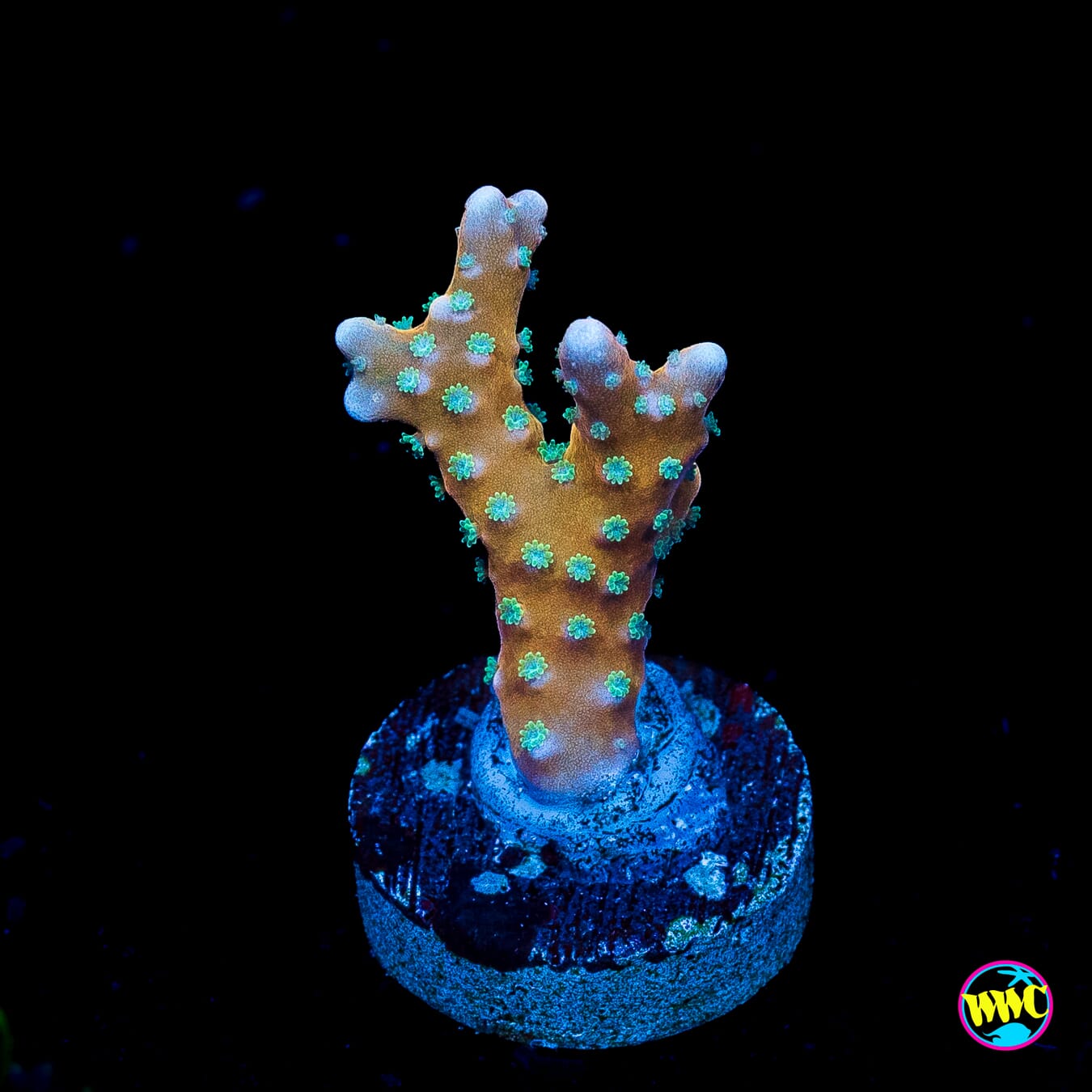 RR Tropicana Anacropora