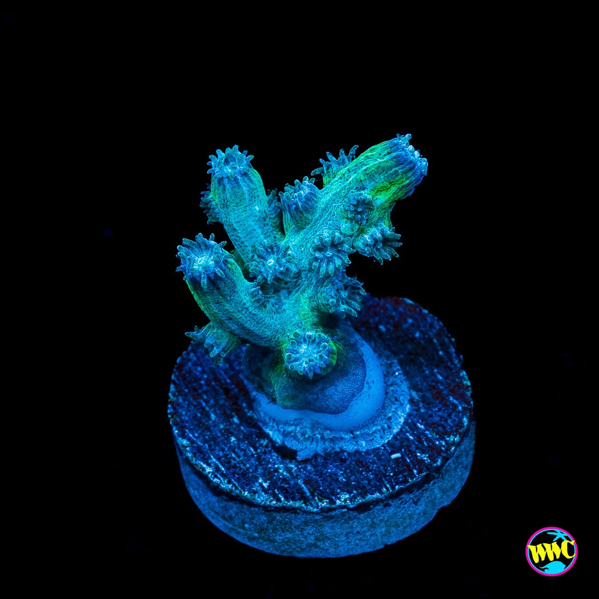 UC Eternal Branching Cyphastrea