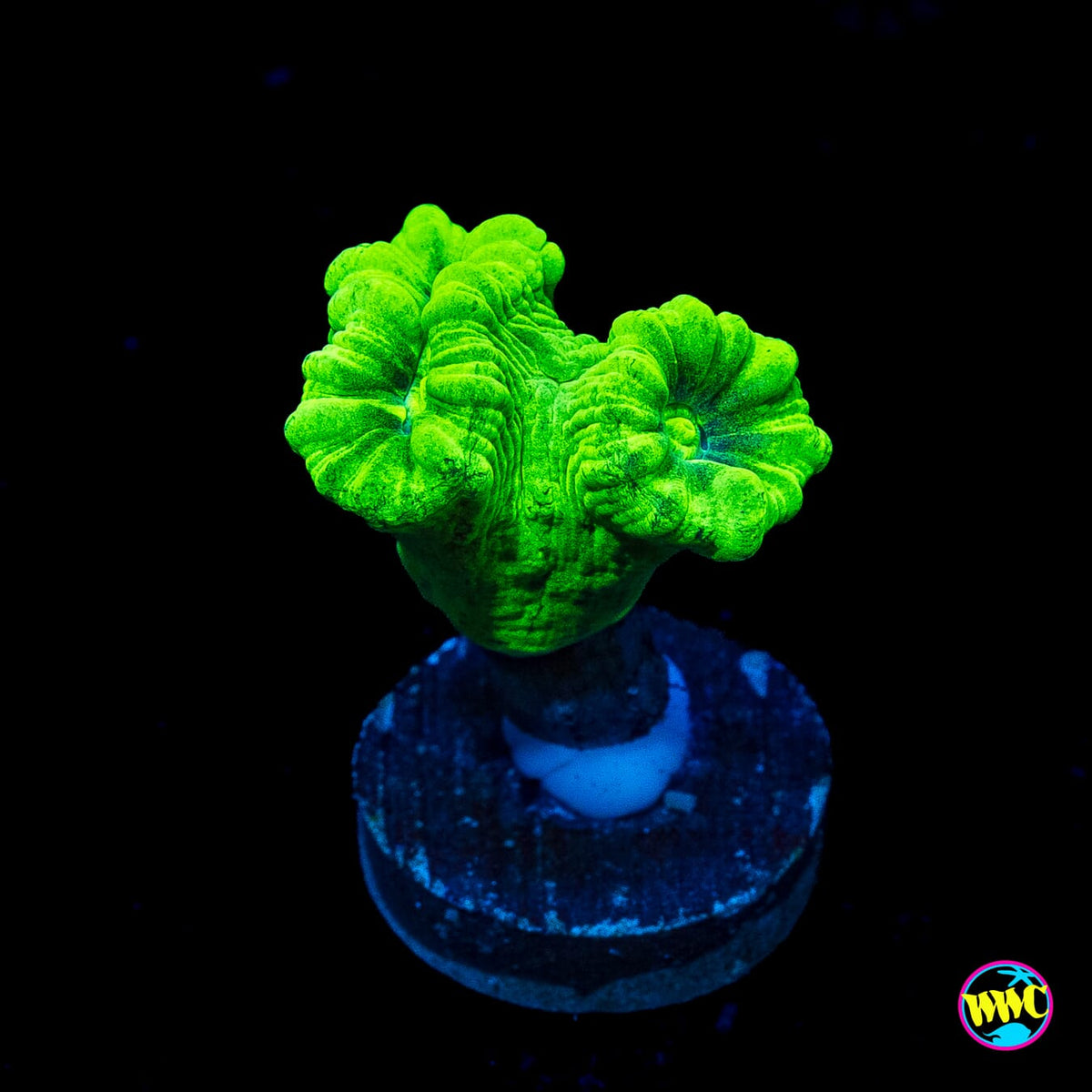 Kryptonite Candy Canes