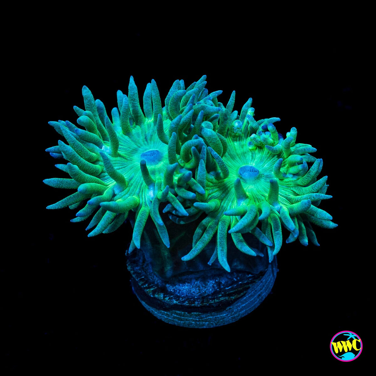 Green Duncan