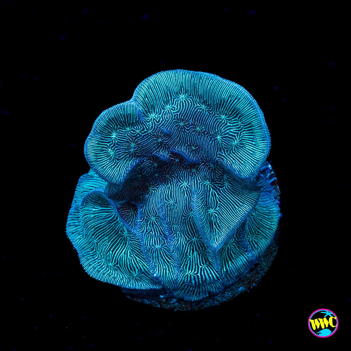 WWC Dusky Pavona