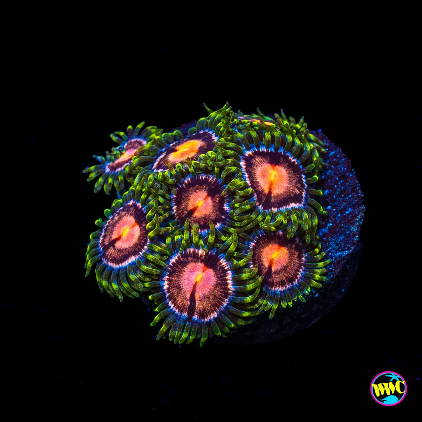 WWC Sweet Tooth Zoanthids