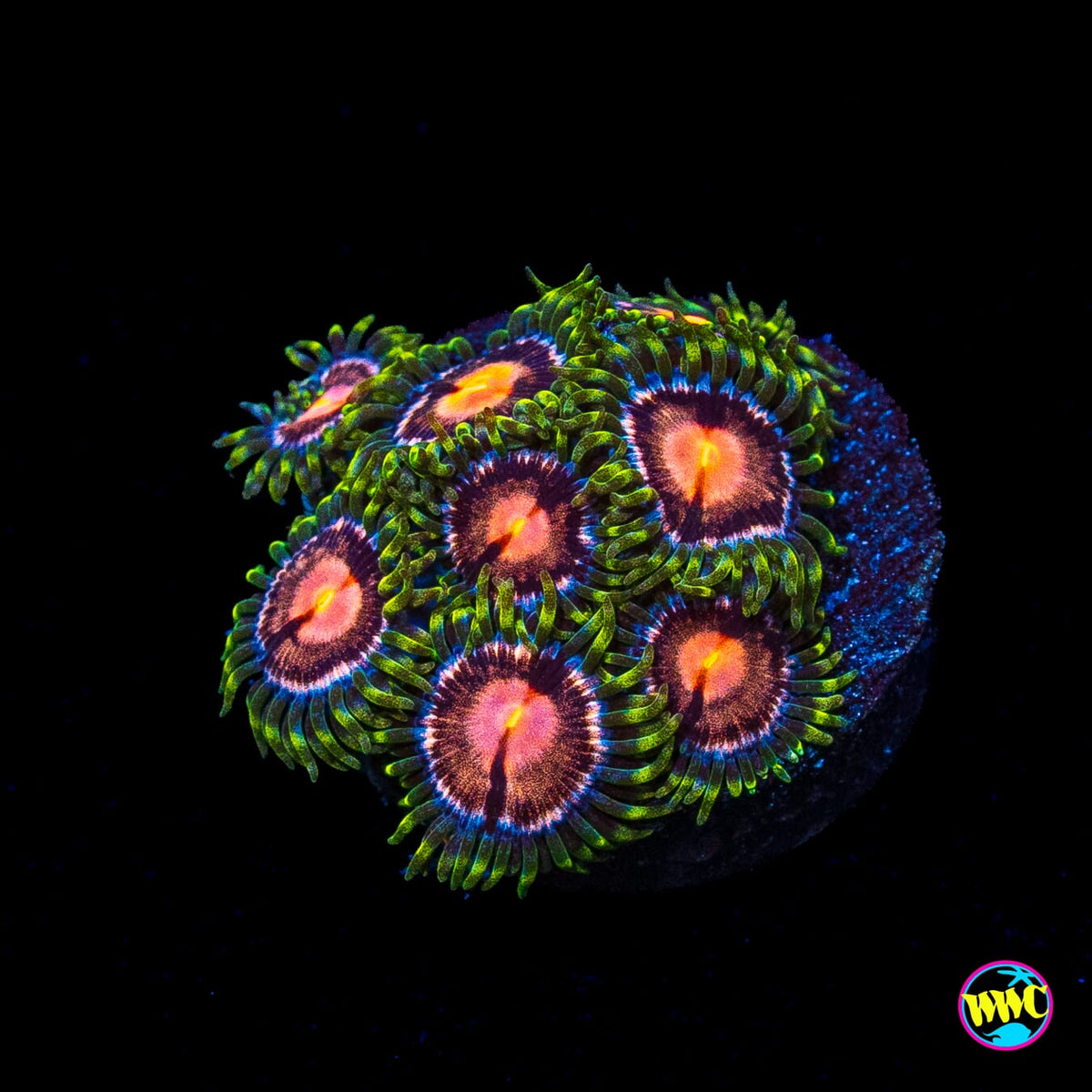 WWC Sweet Tooth Zoanthids