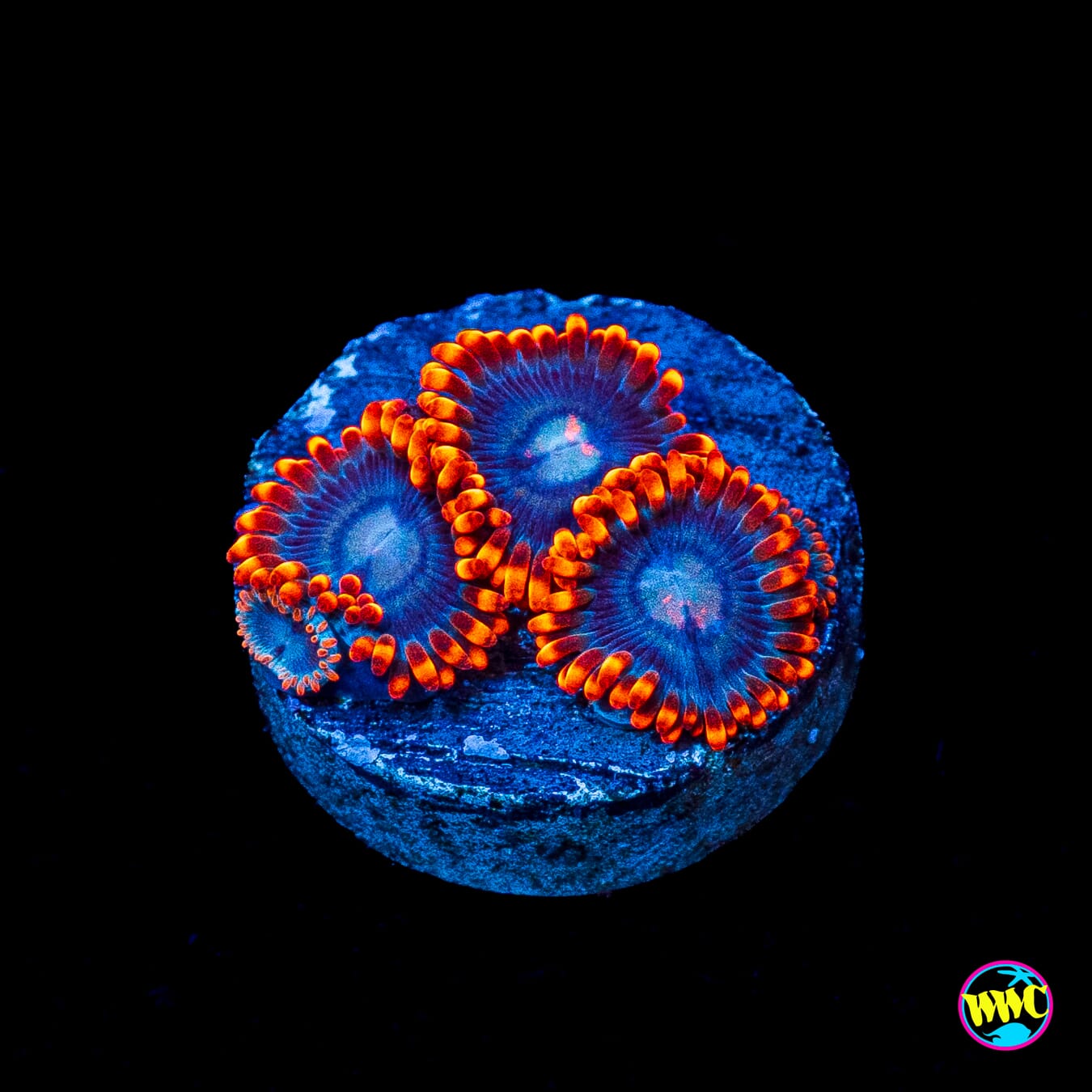 WWC Magma Ring Zoanthids