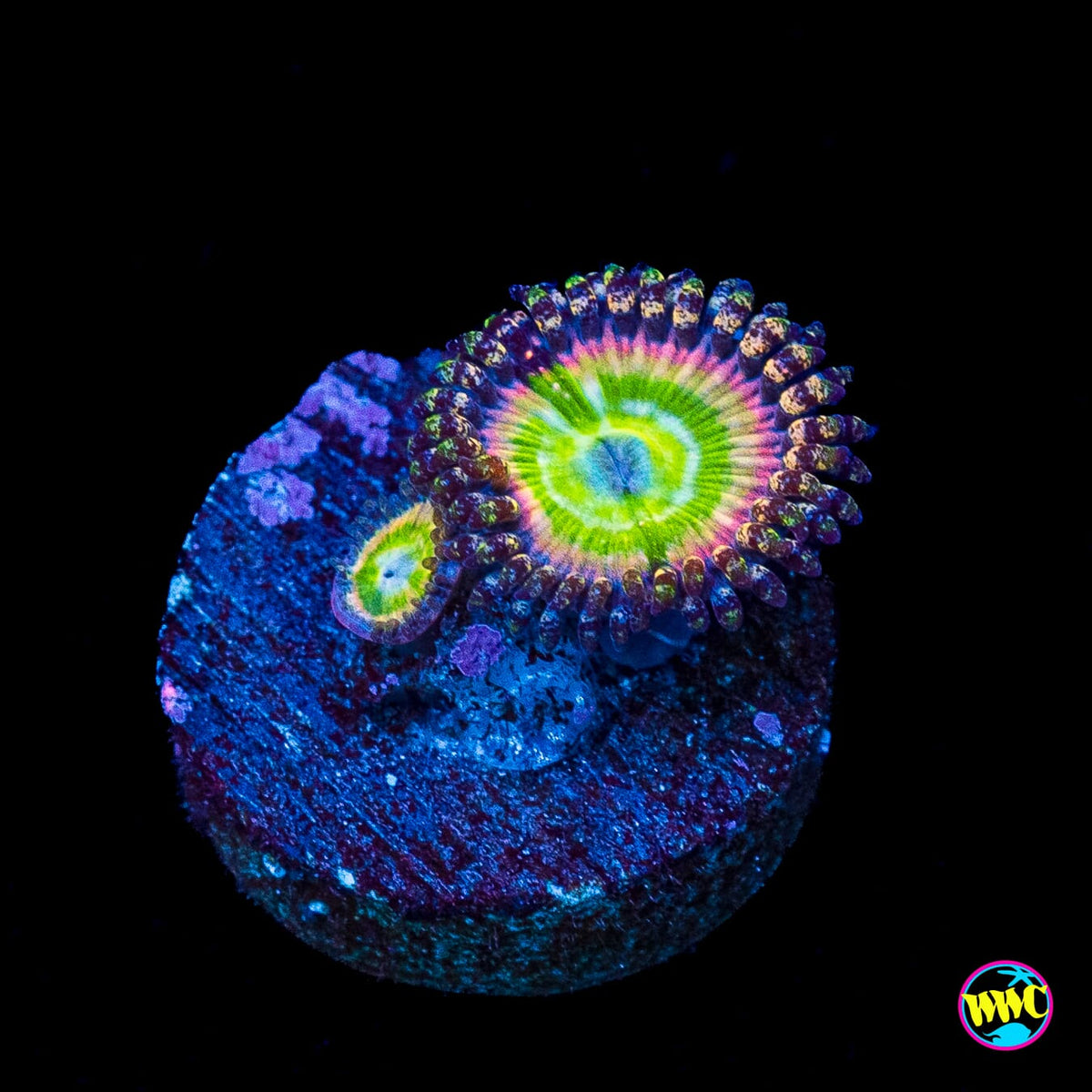 Rainbow Troll Zoanthids