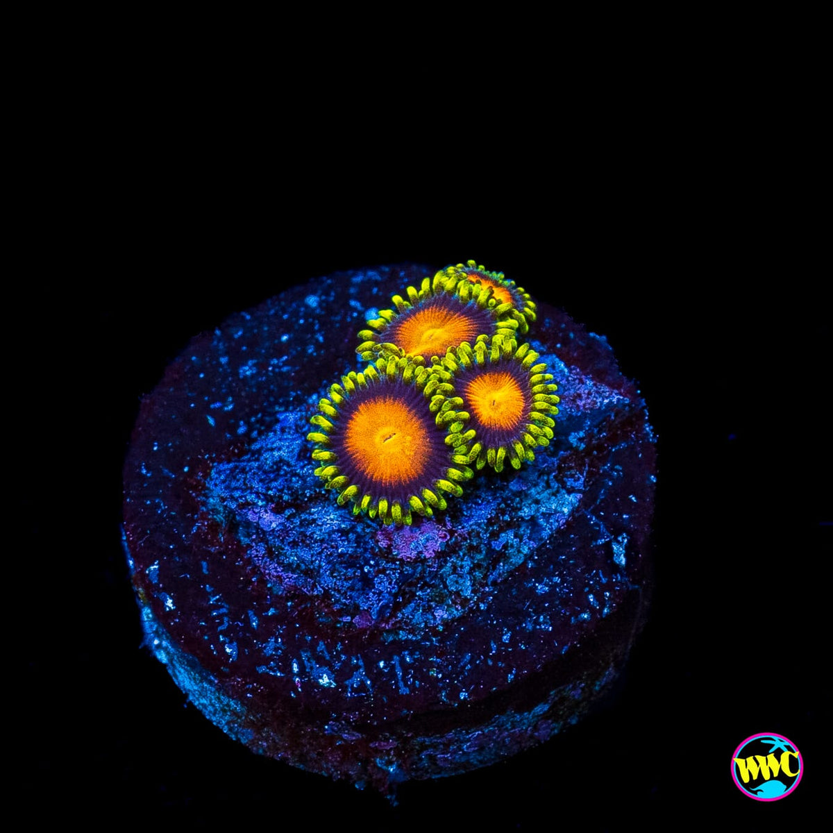 Yellow Brick Road Zoanthids