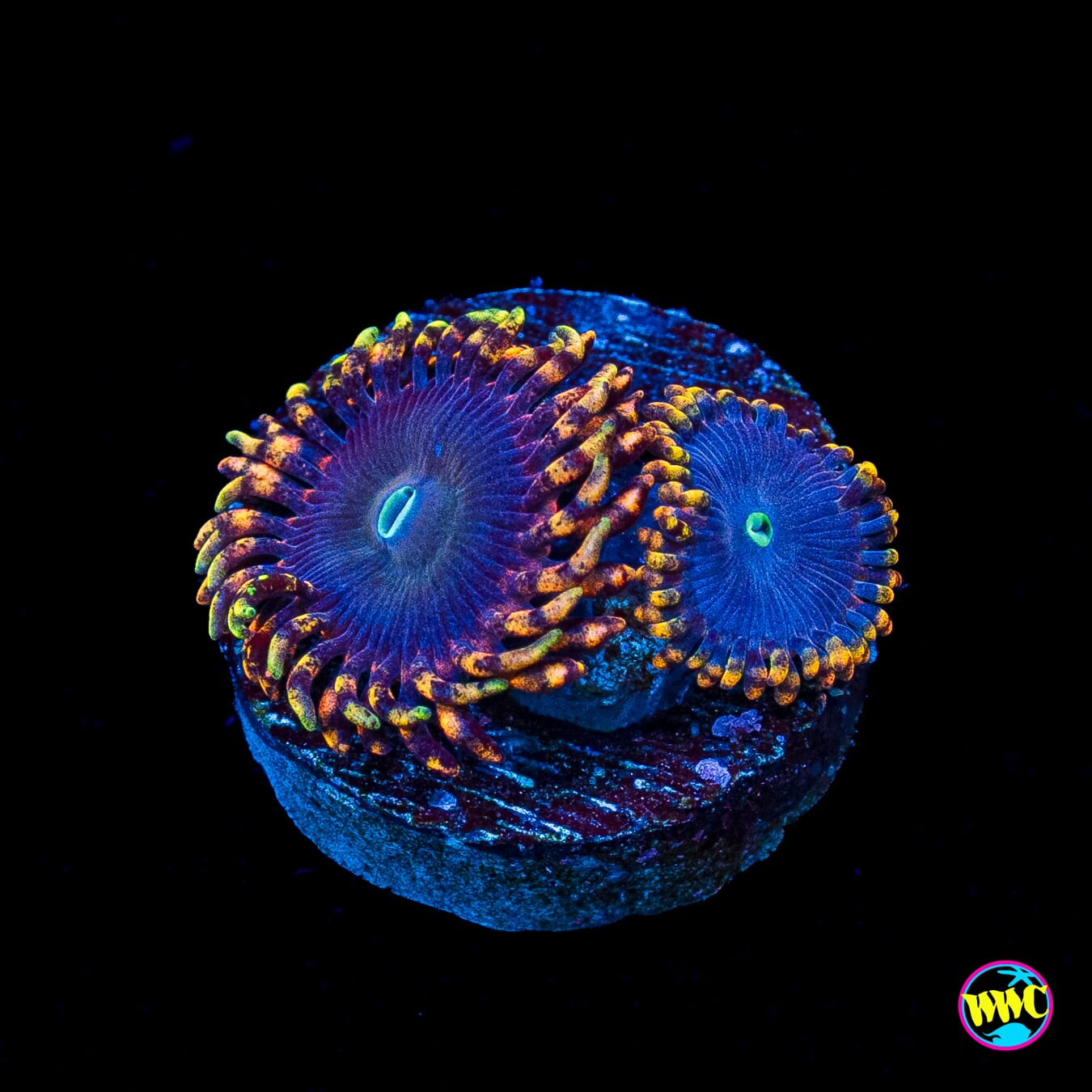 WWC Ultimate Chaos Zoanthids