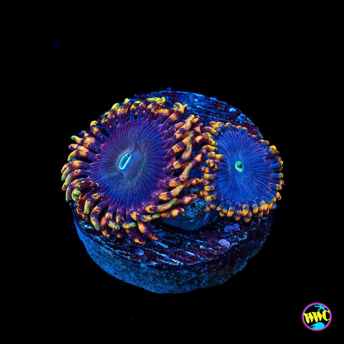 WWC Ultimate Chaos Zoanthids