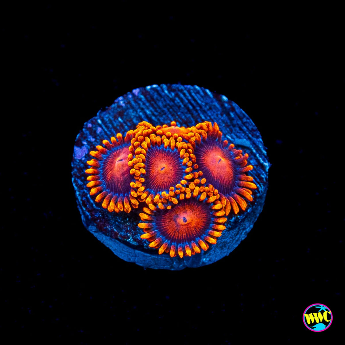 Bam Bamz Zoanthids