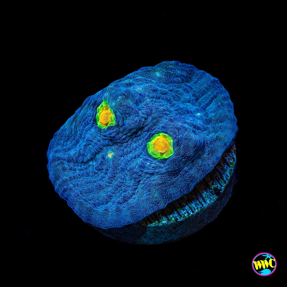 Skysplitter Mycedium Chalice