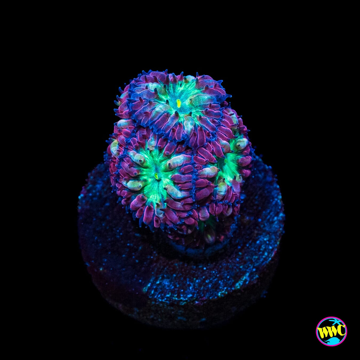 WWC Merletti Blastomussa