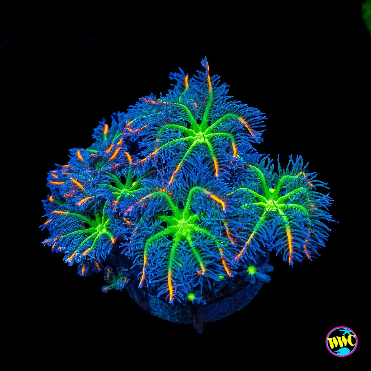 WWC High Voltage and Midnight Daisy Combo Clove Polyps