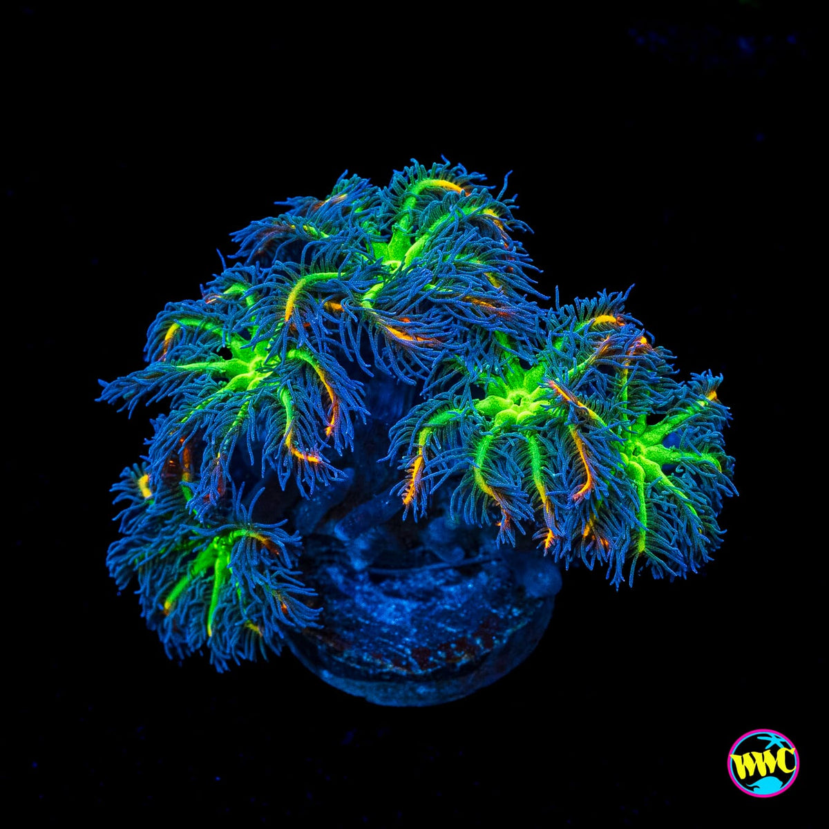 WWC High Voltage Clove Polyps