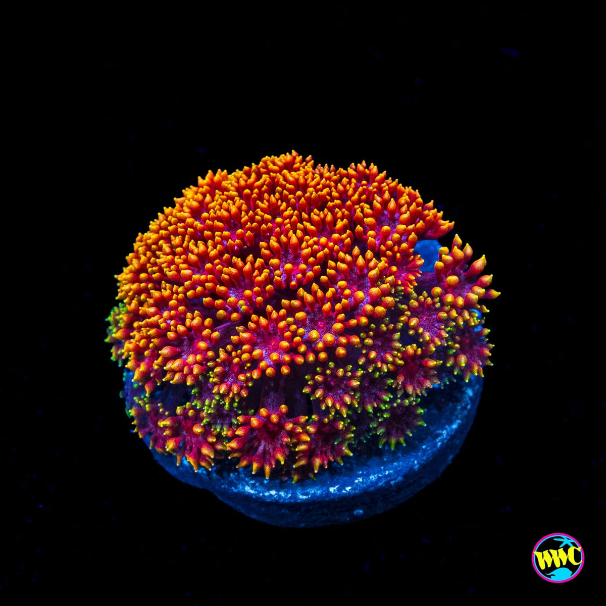 WWC Mai Tai Micro Goniopora