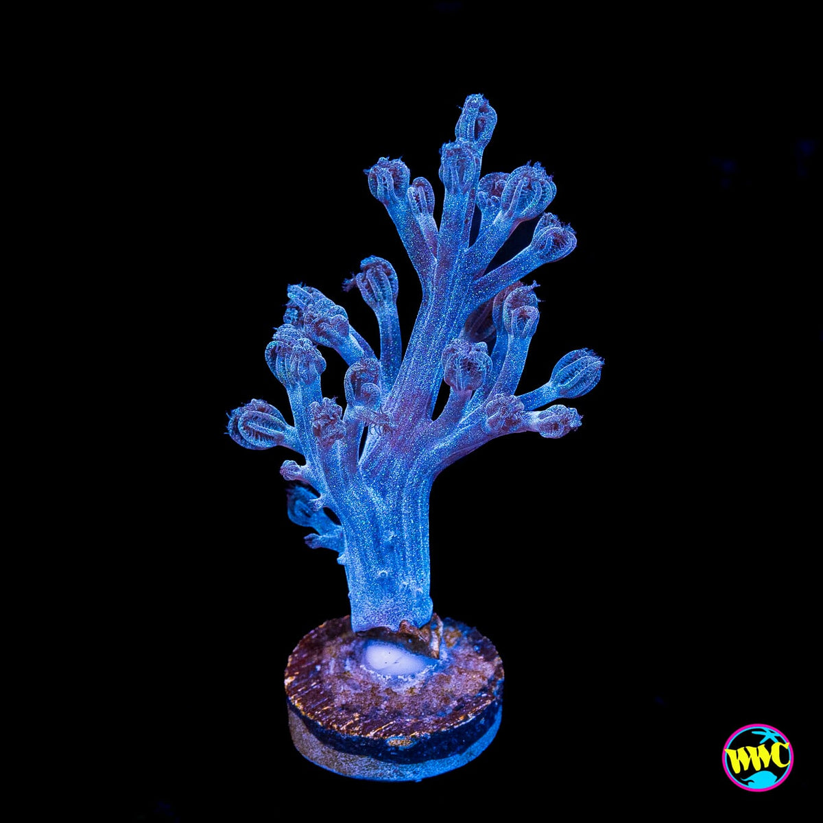 WWC Rainbow Sprinkles Cespitularia